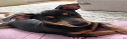 Chiweenie dogs for sale: Brownie  - Ad 1