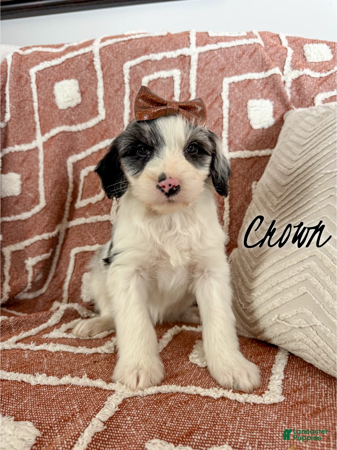 Aussiedoodle dogs for sale: Crown - Standard F1 - Ad 1