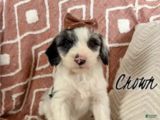 Aussiedoodle dogs Crown - Standard F1 - Ad 27