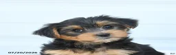 Morkie dogs for sale: Lily - Ad 5