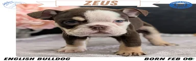 Zeus