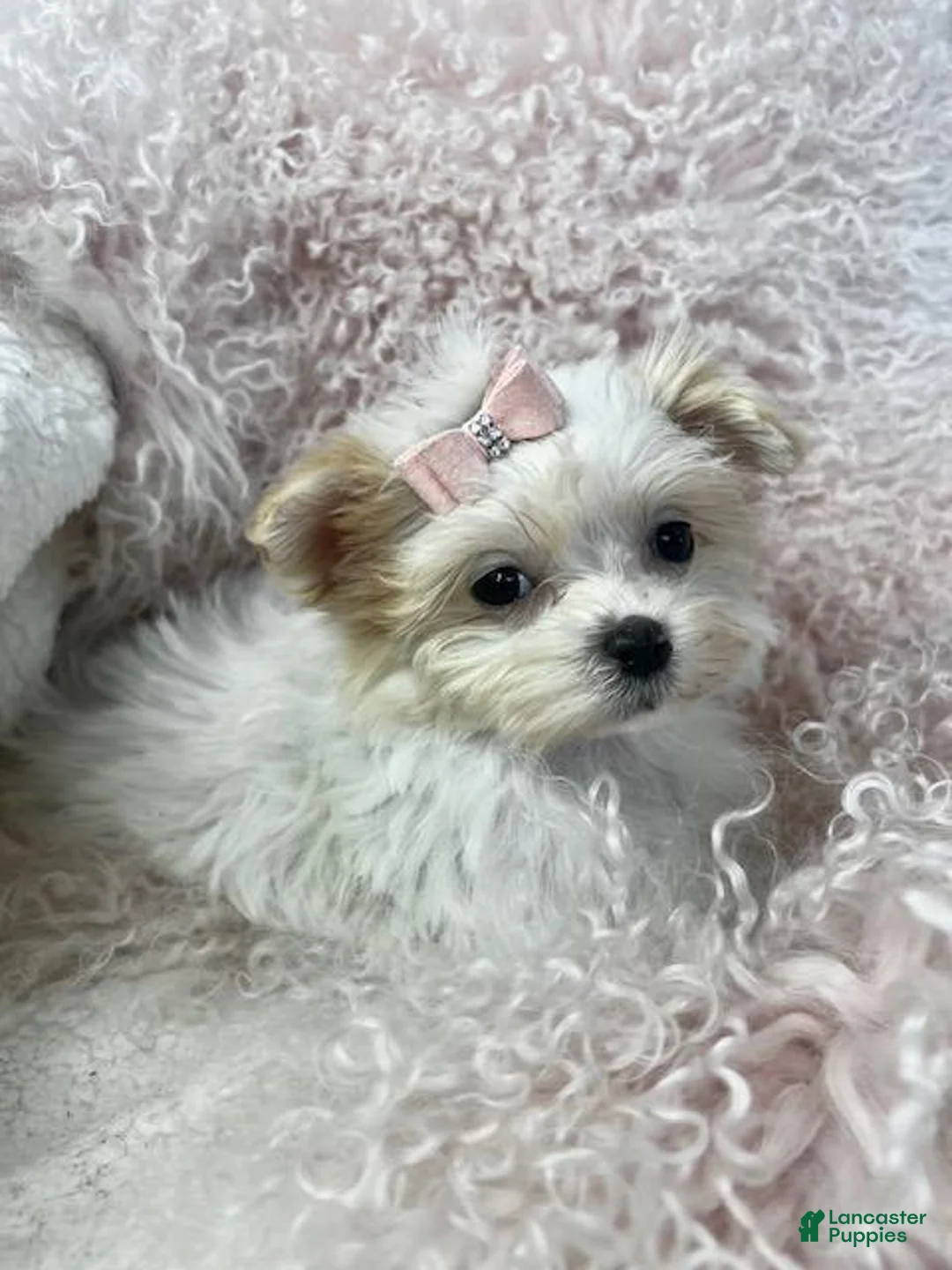 Maltese dogs for sale: Maltese Puppy 1 - Ad 3