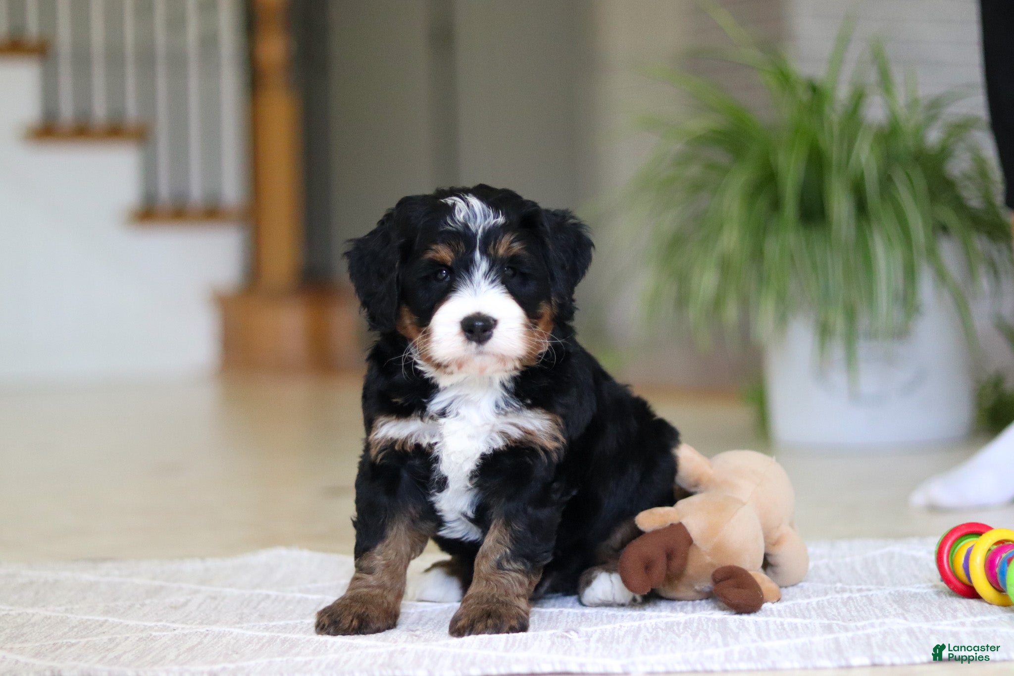Mini Bernedoodle dogs Ramirez - Ad 1