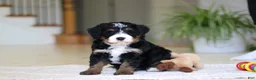 Mini Bernedoodle dogs for sale: Ramirez - Ad 1