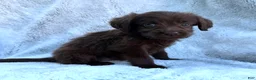 Labradoodle dogs for sale: Skye  - Ad 4
