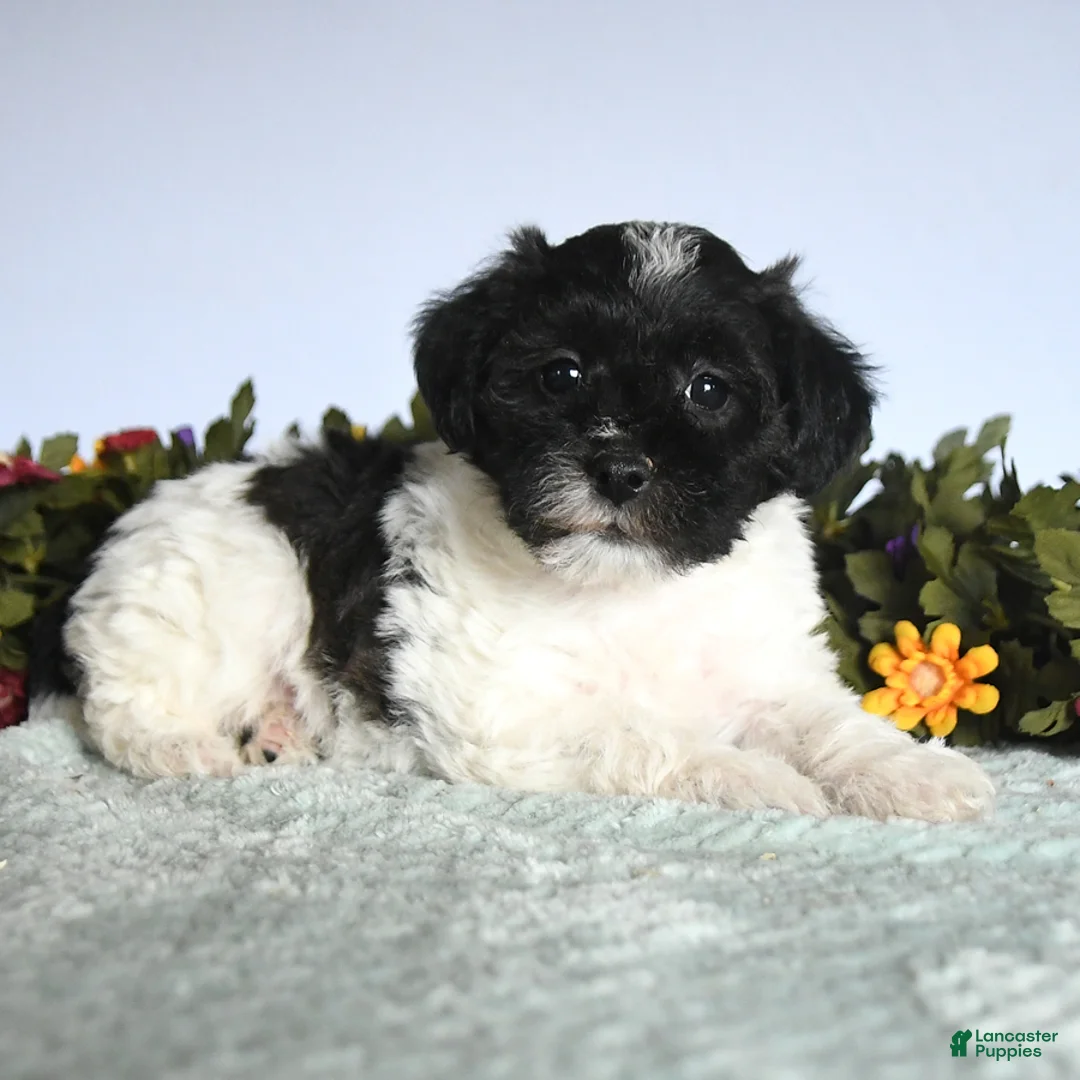 Mixed Breed dogs for sale: Nugget - Ad 2