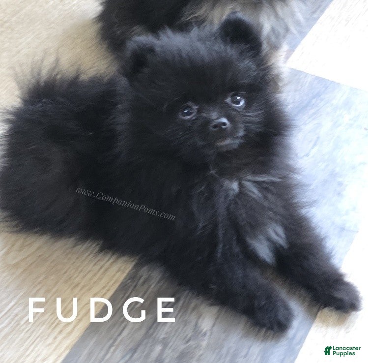 Pomeranian dogs for sale: Fudge - Would be Great ESA Pup! - Ad 2