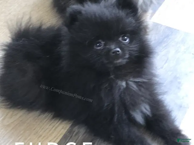 Pomeranian dogs for sale: Fudge - Would be Great ESA Pup! - Ad 2