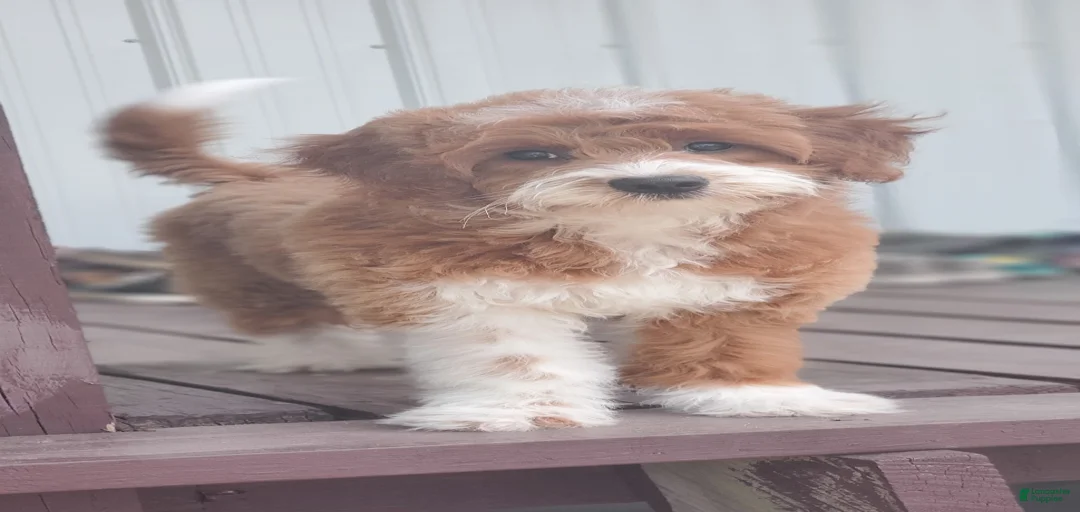 Gallery Image {{count}}