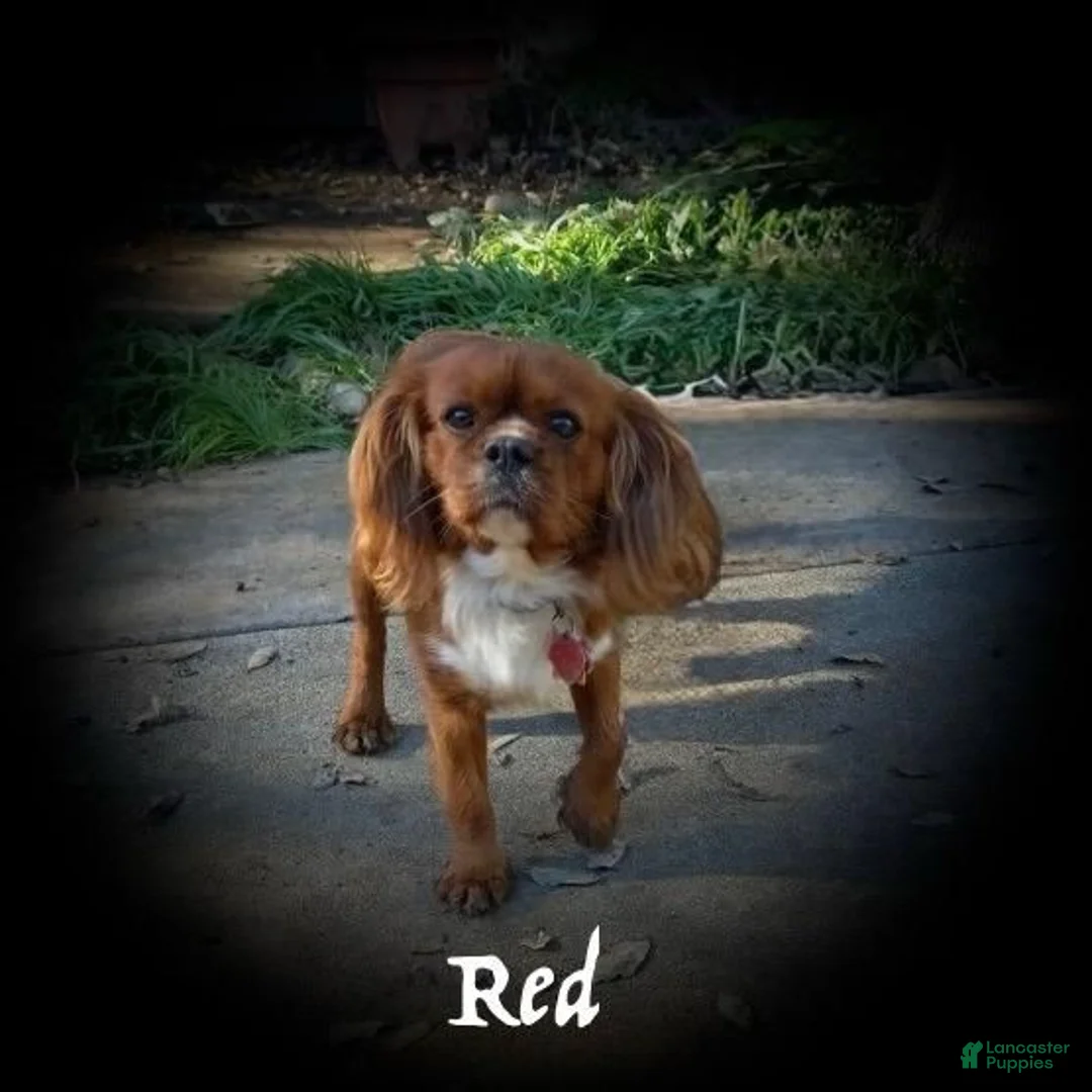 Cavalier King Charles Spaniel dogs for sale: Sonny - Ad 6