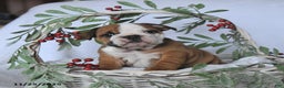 English Bulldog dogs for sale: Jade - Ad 3