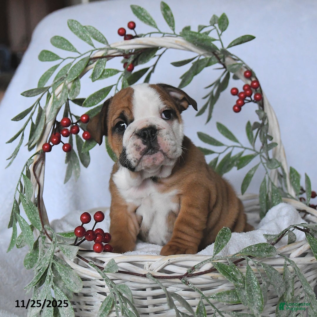 English Bulldog dogs for sale: Jade - Ad 3