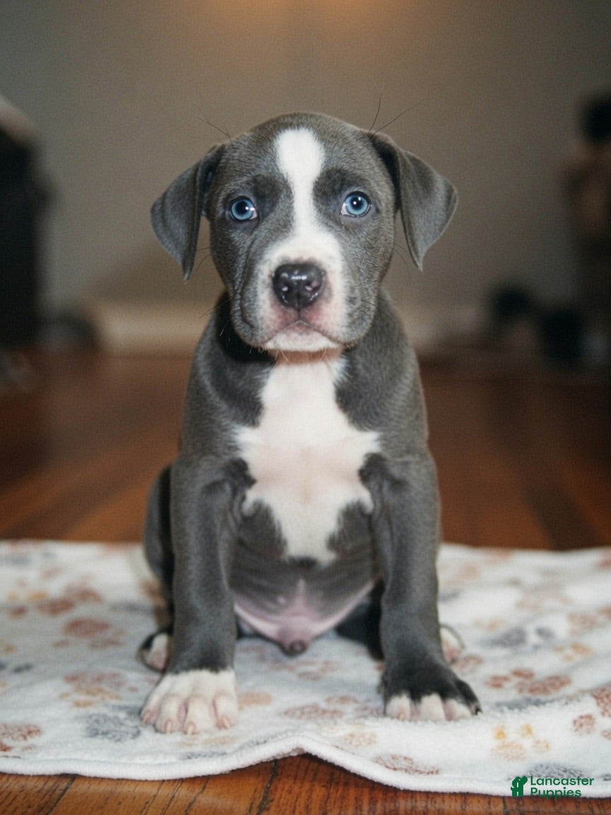 American Pit Bull Terrier dogs American Pit Bull Terrier 3 - Ad 2