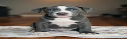 American Pit Bull Terrier dogs for sale: American Pit Bull Terrier 3 - Ad 2