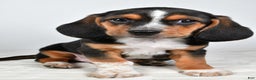 Beagle dogs for sale: Anthony - Ad 3