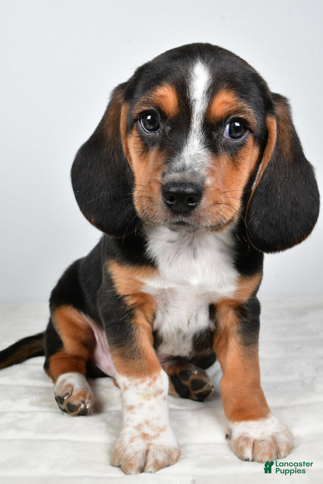 Beagle dogs for sale: Anthony - Ad 3