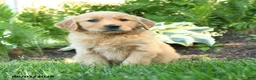 Golden Retriever dogs for sale: Rascal - Ad 3