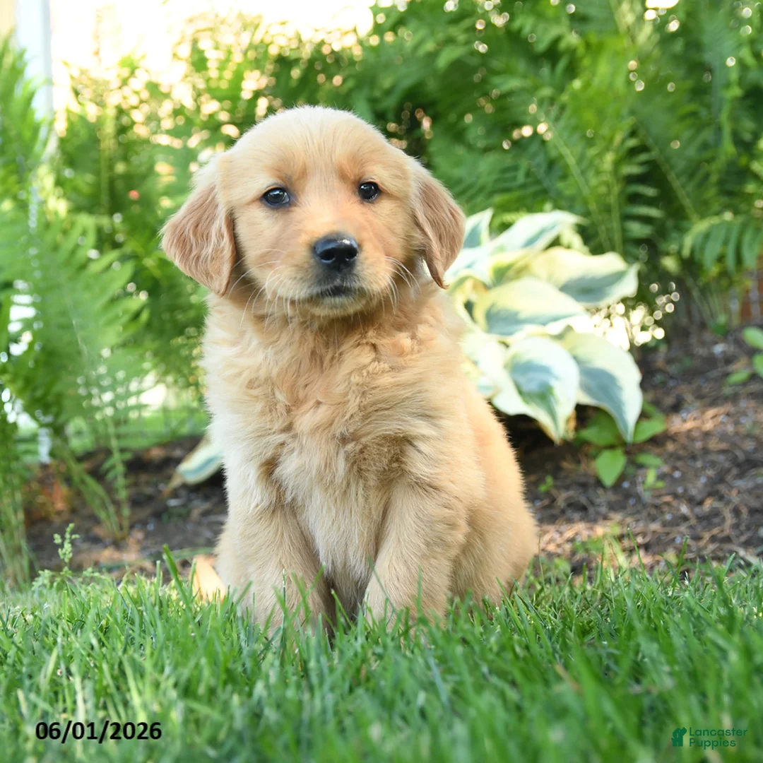 Golden Retriever dogs for sale: Rascal - Ad 3