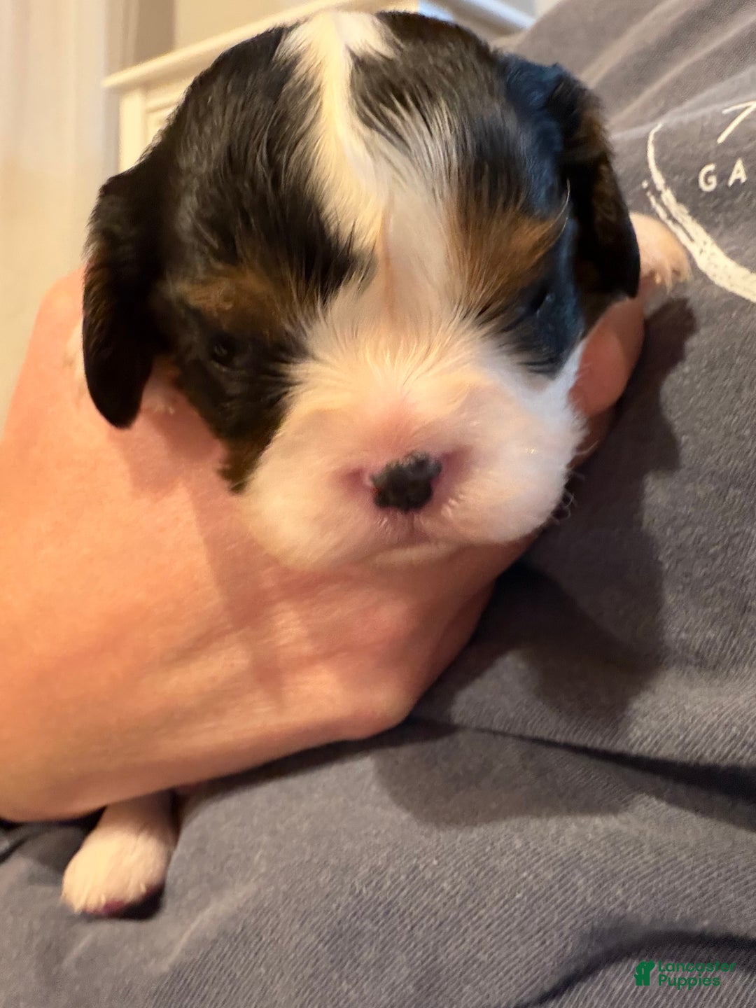 Cavalier King Charles Spaniel dogs for sale: Ivy - Ad 2