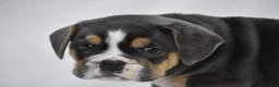 Beabull dogs for sale: Gizmo - Ad 6