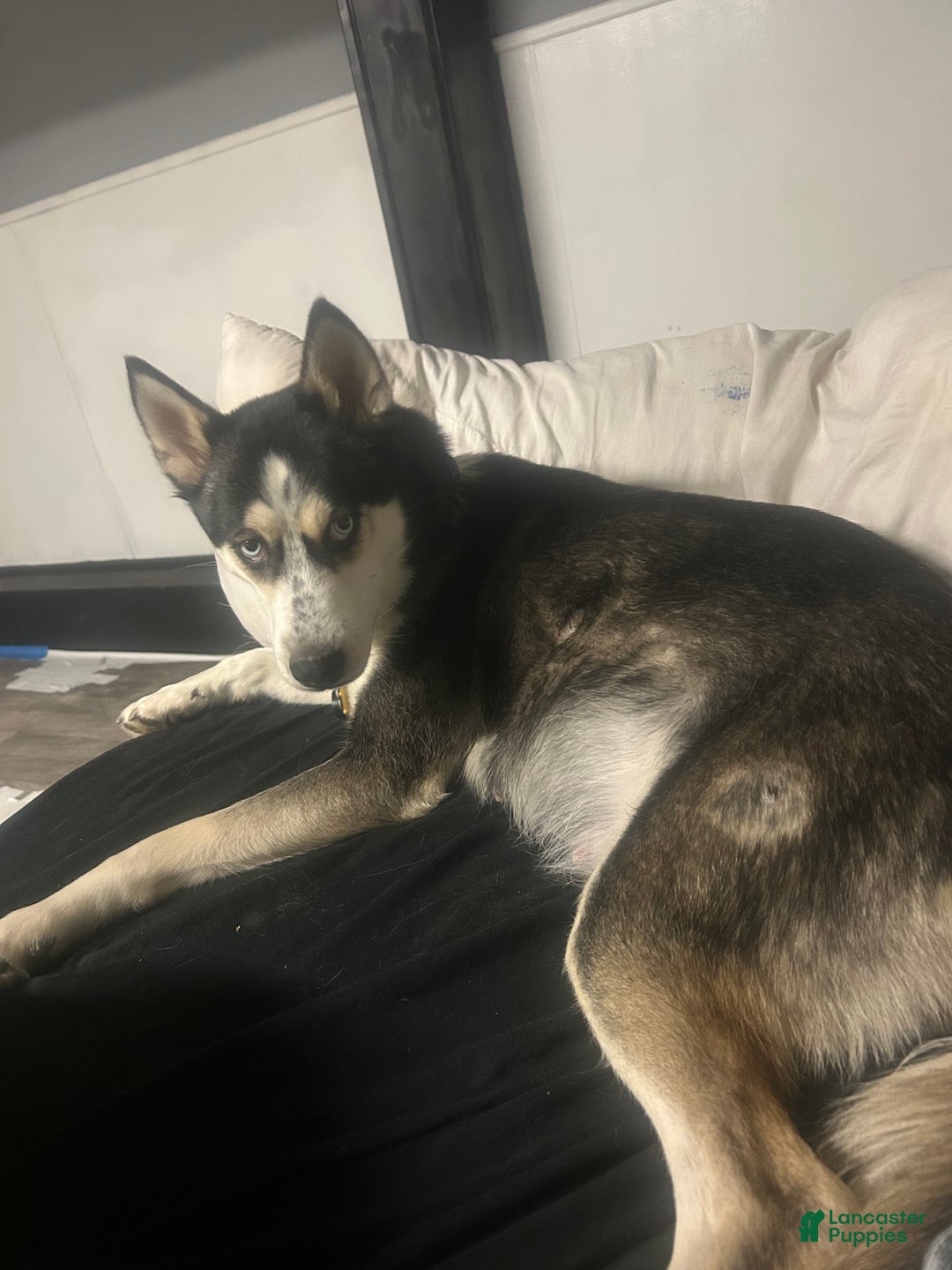 Goberian dogs for sale: Goberian Puppy 3 - Ad 2