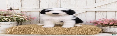 Lucy🩷SheepaDoodle