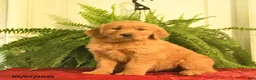 Golden Retriever dogs for sale: Willow  - Ad 3