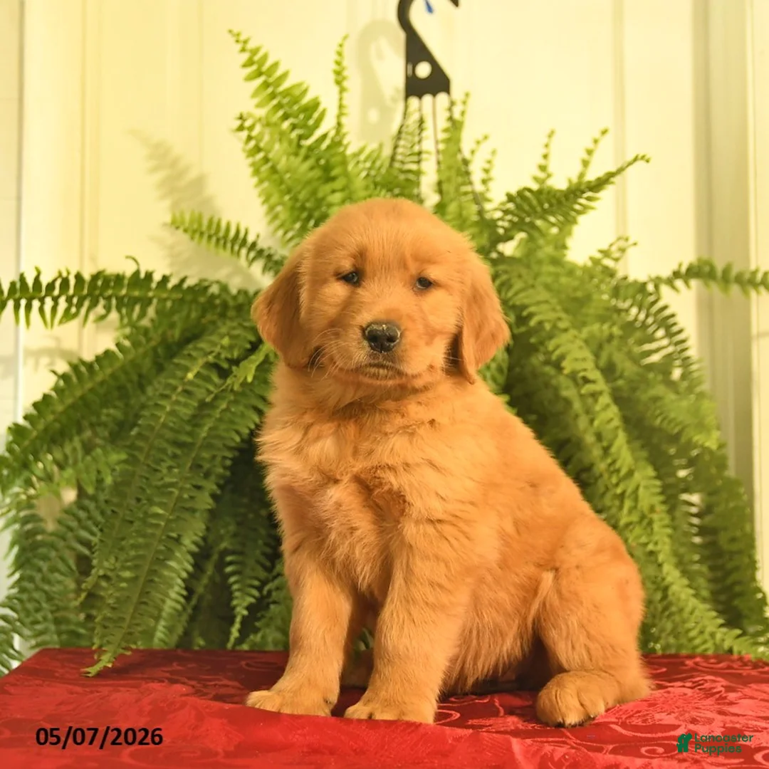 Golden Retriever dogs for sale: Willow  - Ad 3