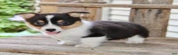 Mixed Breed dogs for sale: Mia - Ad 6