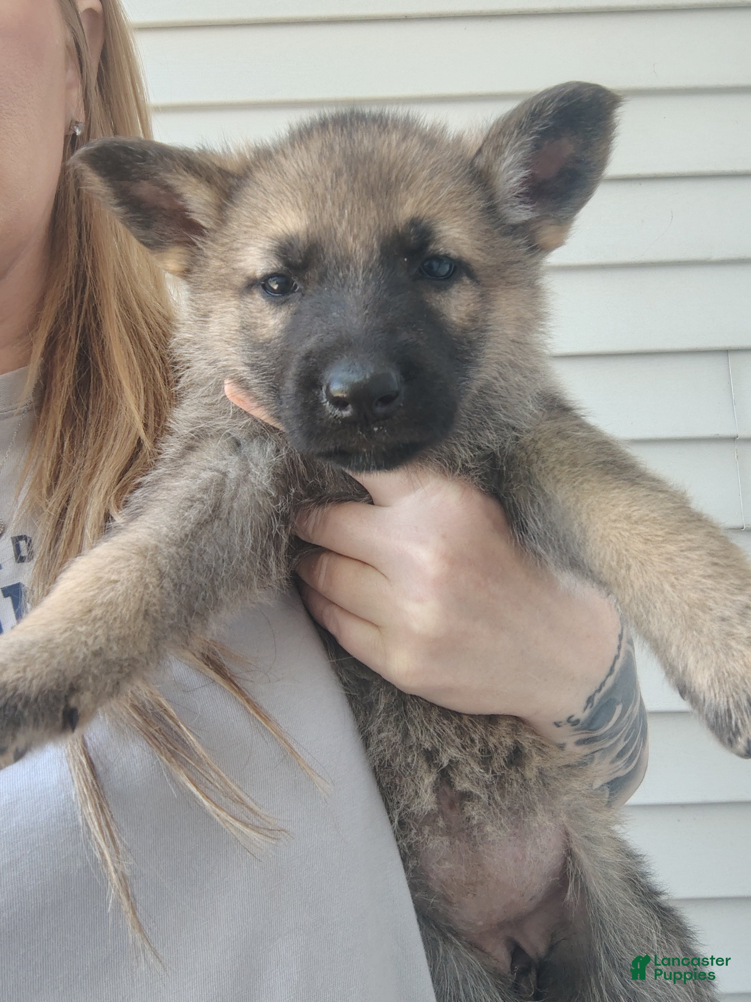 German Shepherd dogs Luna - Ad 41