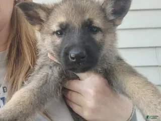 German Shepherd dogs Luna - Ad 41