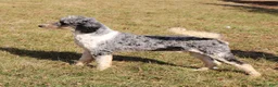 Labradoodle dogs for sale: Lance  - Ad 2
