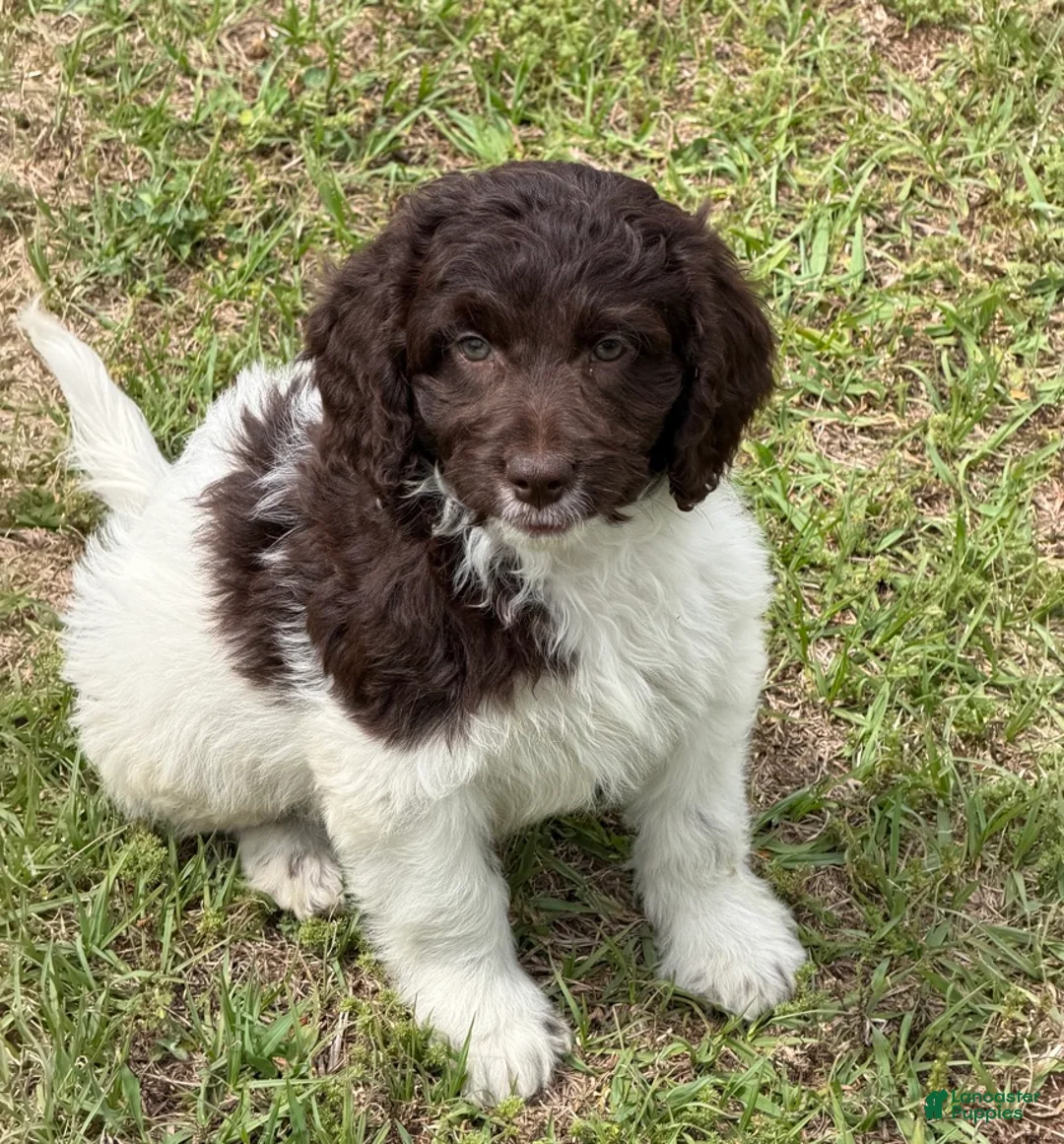 Mini Goldendoodle dogs for sale: Maxx - Ad 1