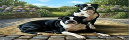 Boston Terrier dogs for sale: Jezza Belle  - Ad 6