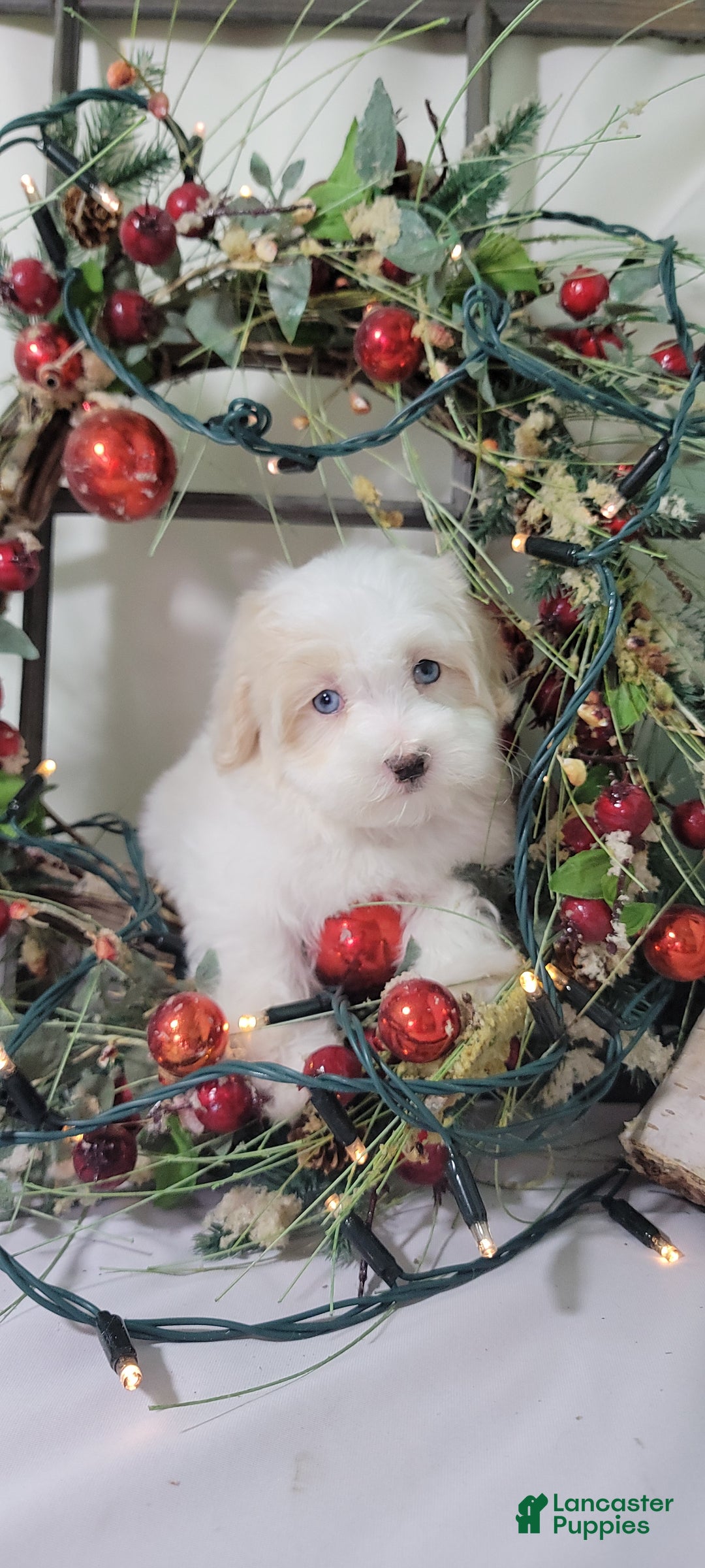 Maltipoo dogs for sale: April - Ad 10