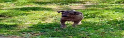 Peruvian Inca Orchid dogs for sale: Peruvian Inca Orchid 1 - Ad 12
