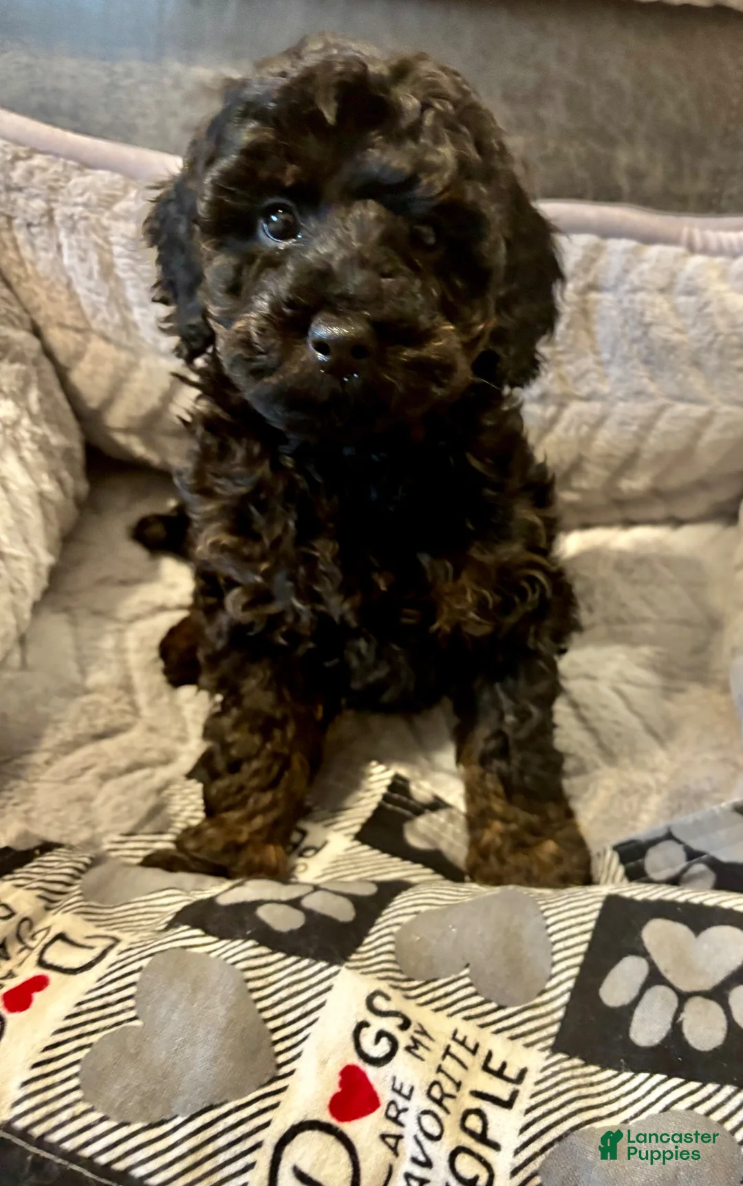 Miniature Poodle dogs for sale: Marco  - Ad 1