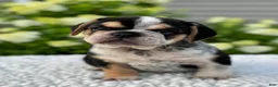 Mixed Breed dogs for sale: Hazel  - Ad 3