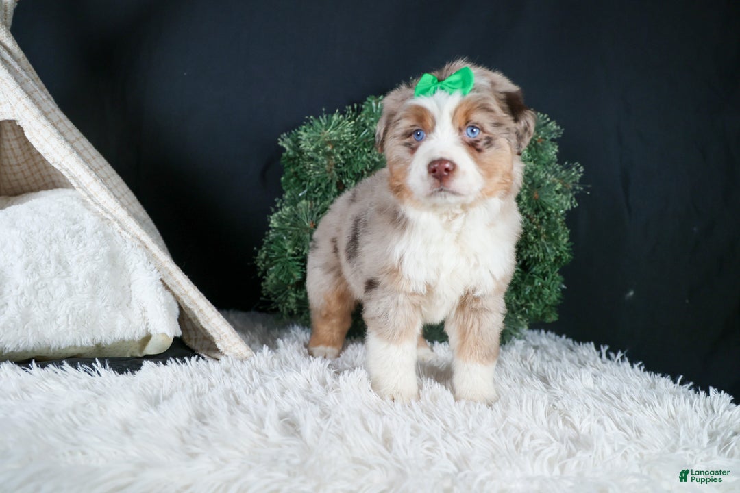 Miniature Australian Shepherd dogs for sale: SAMMY - Ad 22
