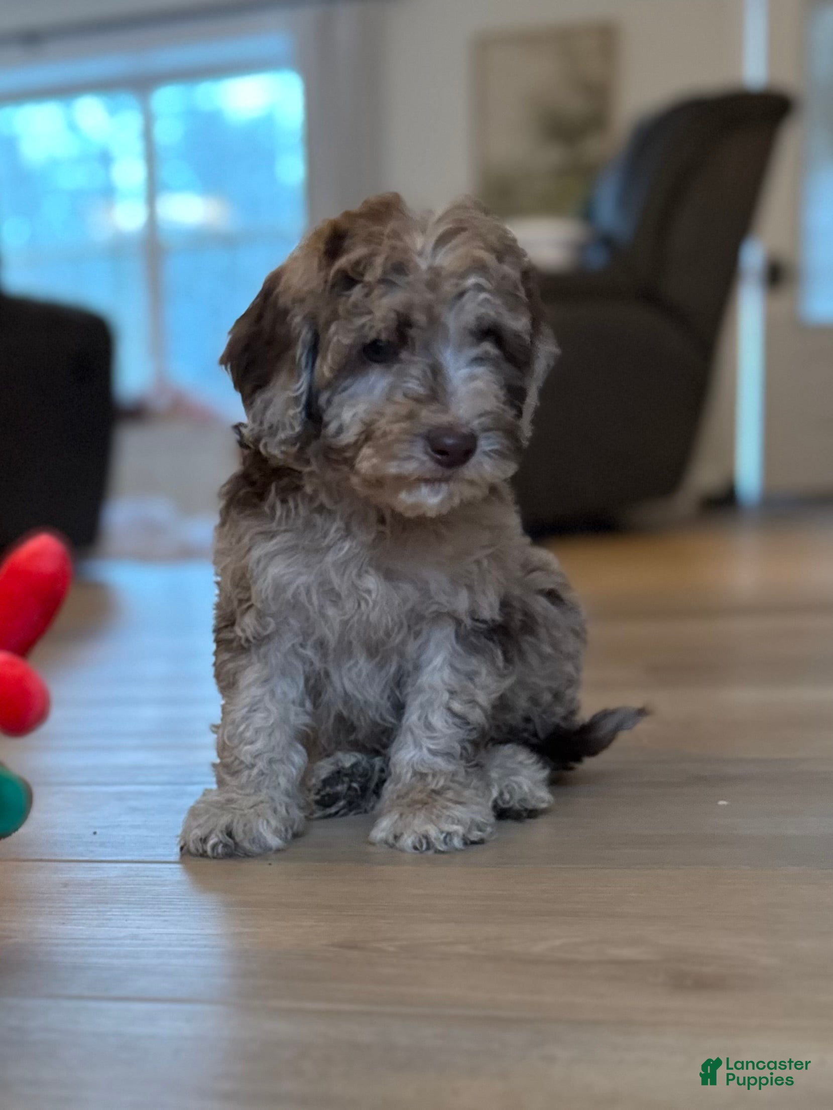Mini Goldendoodle dogs Molly - Ad 13