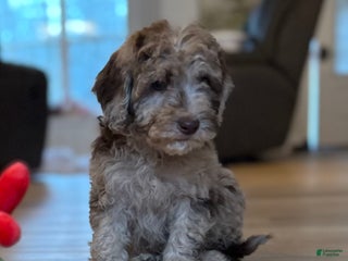 Mini Goldendoodle dogs for sale: Molly - Ad 2