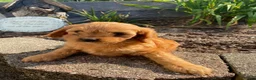 Cavapoo dogs for sale: Willow - Ad 9