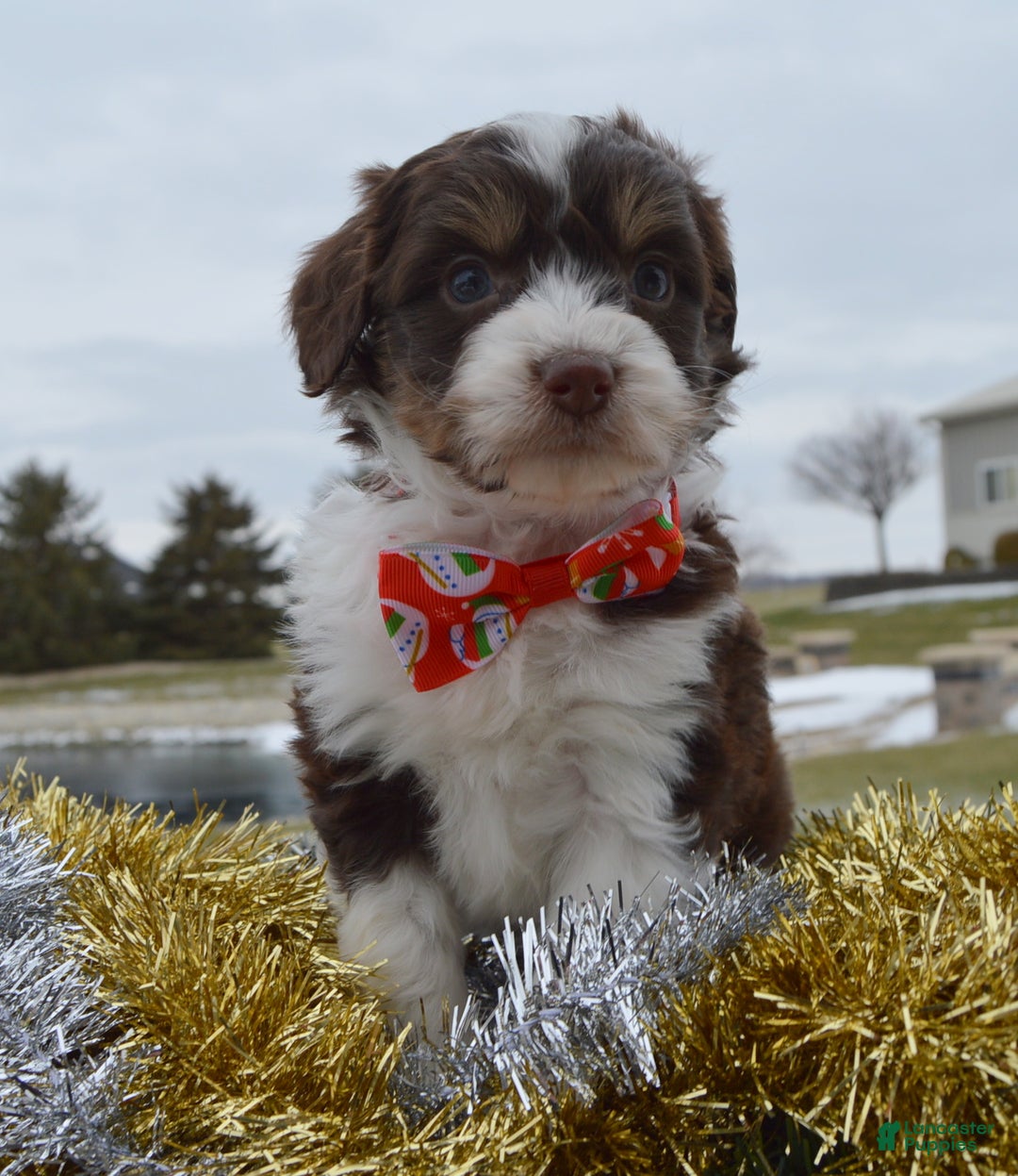 Mini Aussiedoodle dogs for sale: Toy Autumn - Ad 9