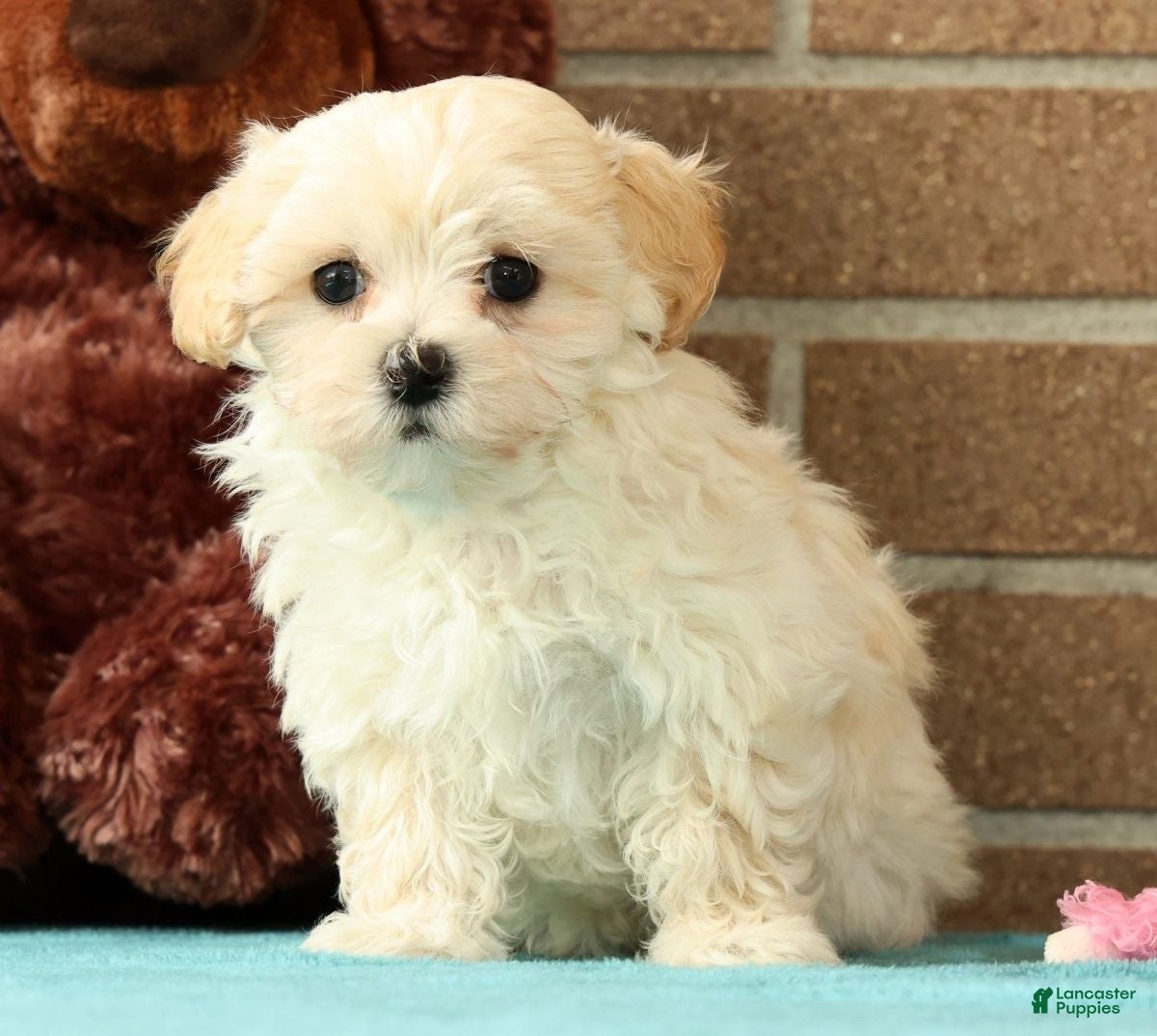Maltipoo dogs Mia - Ad 1