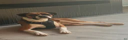 Boxer dogs for sale: Puppy 1 - Ad 2
