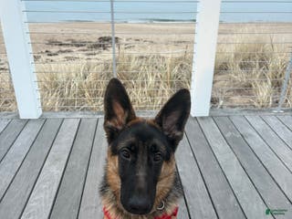 German Shepherd dogs Dallas - Ad 3