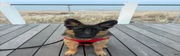 German Shepherd dogs for stud: Dallas - Ad 1