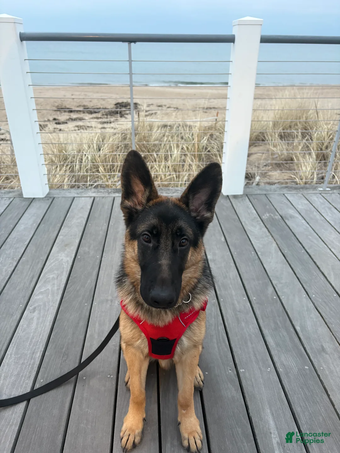 German Shepherd dogs for stud: Dallas - Ad 1