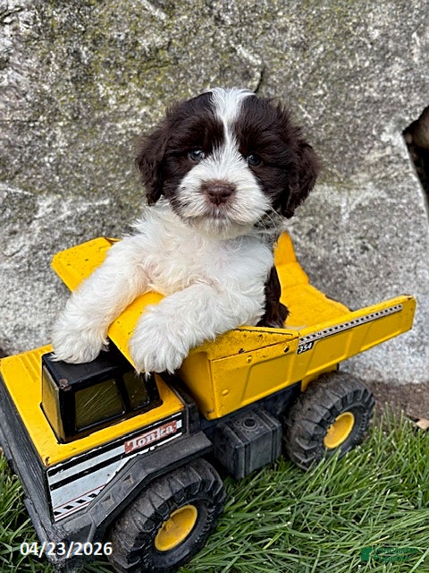 Havanese dogs Brock - Ad 1