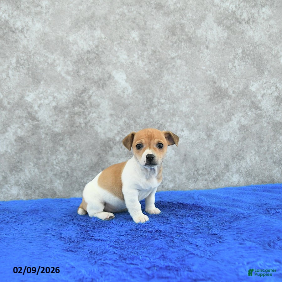 Mixed Breed dogs Tia  - Ad 2